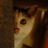 NEKO.002