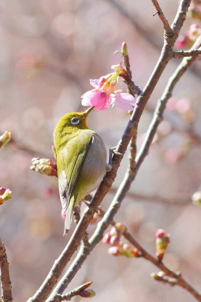 野鳥日和5