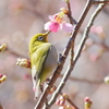 野鳥日和5