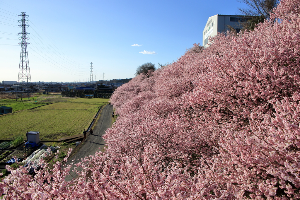 2020春めき桜