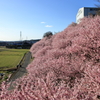 2020春めき桜
