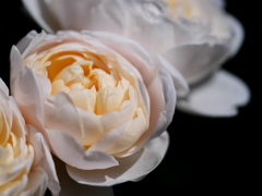 白き薔薇