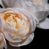 白き薔薇