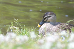 野鳥日和3
