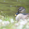 野鳥日和3