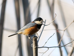 野鳥日和10