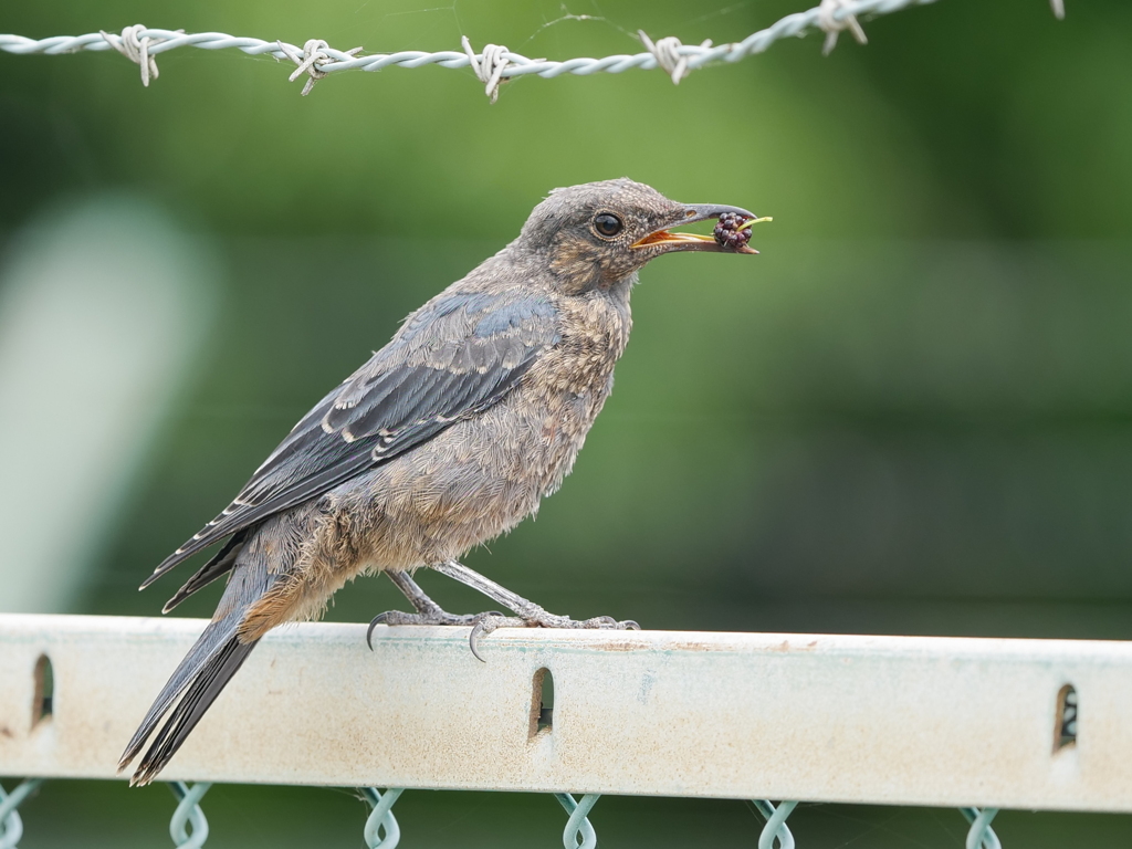 野鳥日和7