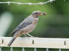 野鳥日和7