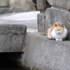 箱座り