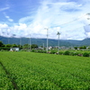 初夏