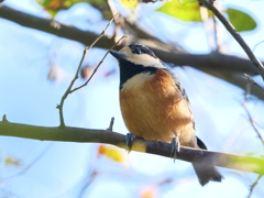 野鳥日和9