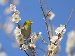 野鳥日和6