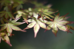 momiji