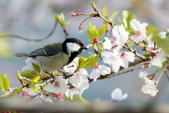 野鳥日和1