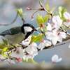 野鳥日和1