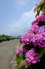 アジサイと夏空