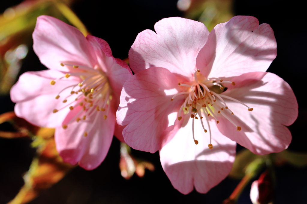 2021_河津桜①