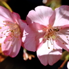 2021_河津桜①