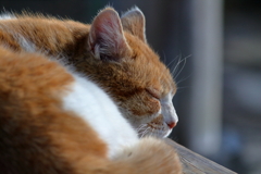 ねむり猫