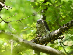 野鳥日和2