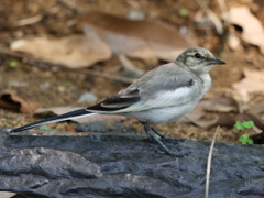 野鳥日和8