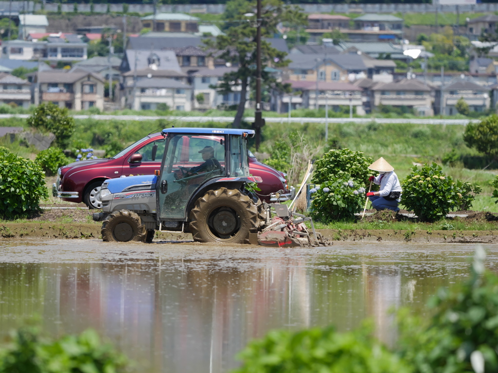晴れ間に田植え