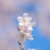 春めき桜