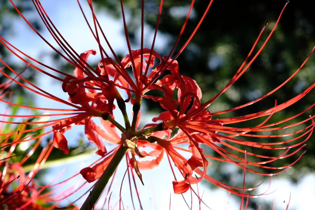 真紅の花火