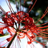 真紅の花火
