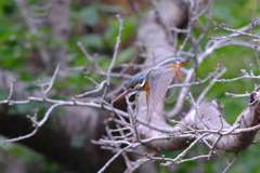 野鳥日和4