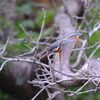 野鳥日和4