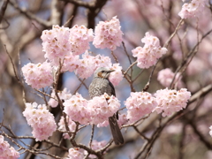 野鳥日和13