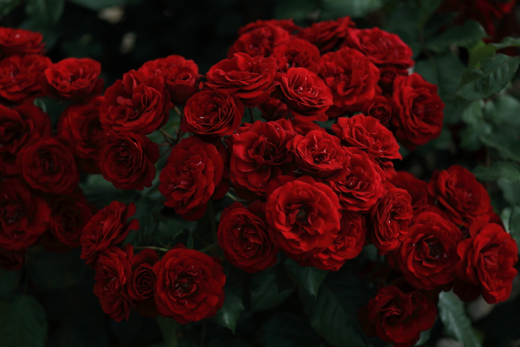 紅