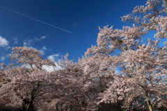 桜 今年もありがとう 2