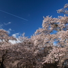 桜 今年もありがとう 2