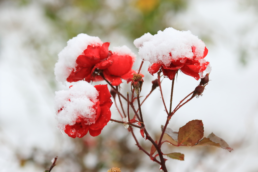 積雪