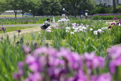 多賀城祉あやめ園 4