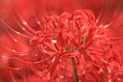 曼珠沙華始まりました