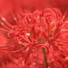 曼珠沙華始まりました