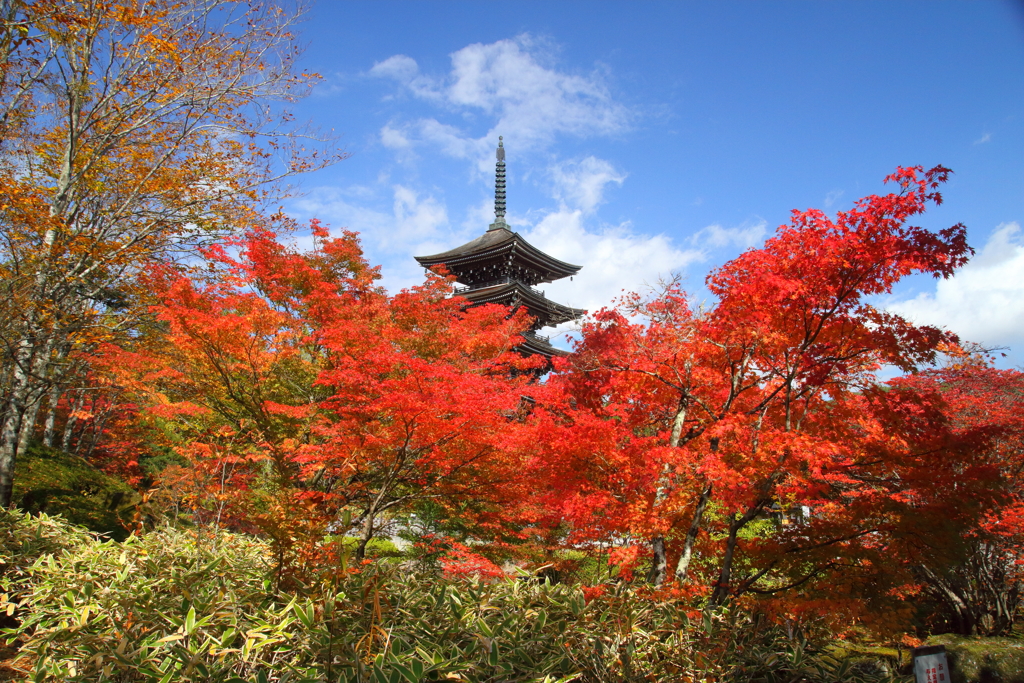 定義の紅葉