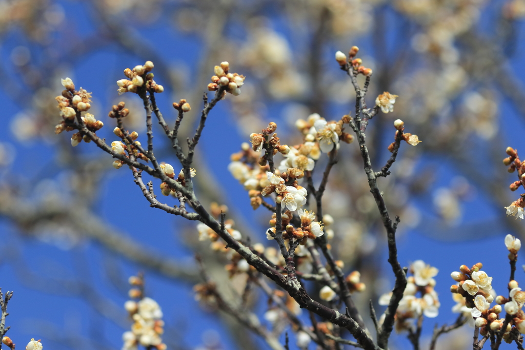 花は咲く