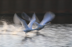 今朝も飛びます　1