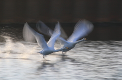 今朝も飛びます　1