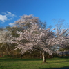 桜 今年もありがとう 1