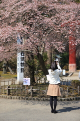 四季桜 4
