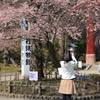 四季桜 4