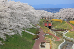桜の思い出 5