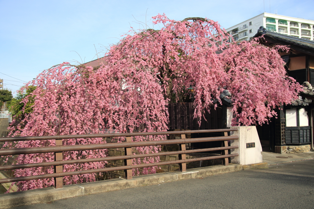 石橋屋の枝垂れ桜