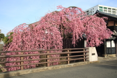 石橋屋の枝垂れ桜