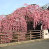 石橋屋の枝垂れ桜